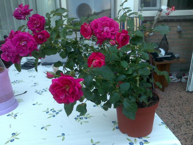 Name:  Foto1204.jpg
Views: 759
Size:  54.0 KB