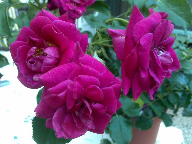 Name:  Foto1205.jpg
Views: 796
Size:  44.0 KB
