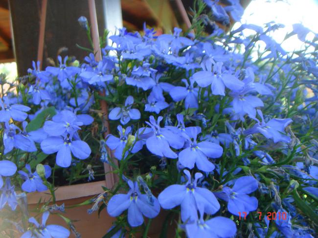 Name:  DSC02343.jpg
Views: 569
Size:  58.7 KB