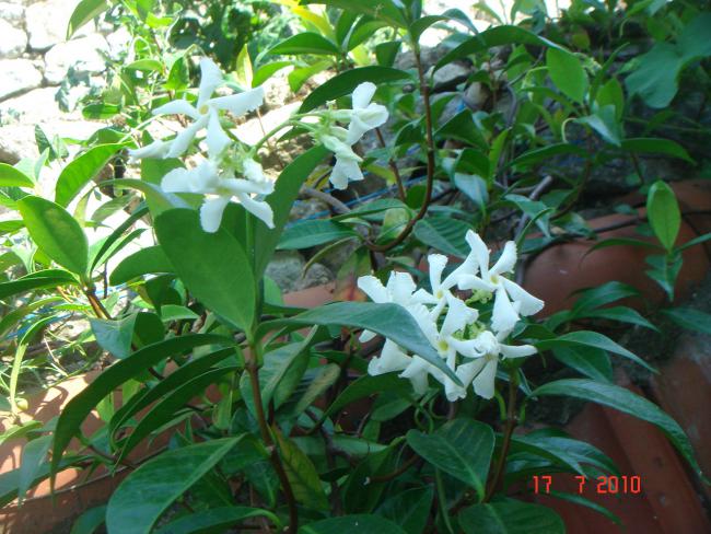 Name:  DSC02245.jpg
Views: 535
Size:  63.8 KB