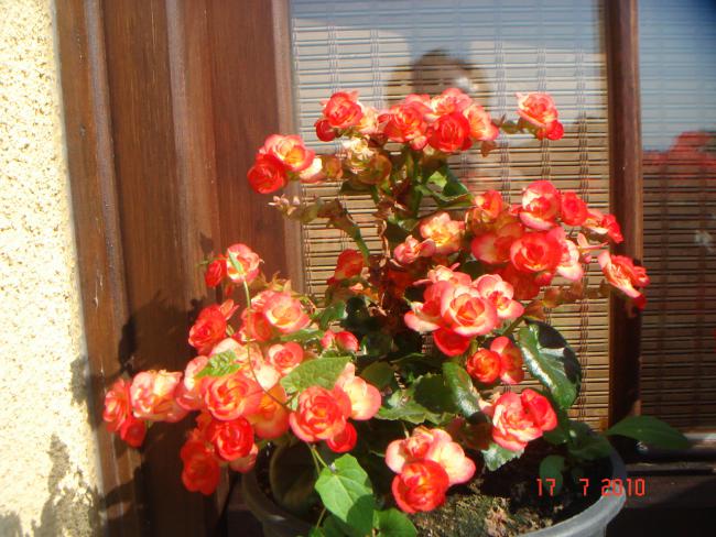 Name:  DSC02321.jpg
Views: 595
Size:  61.9 KB