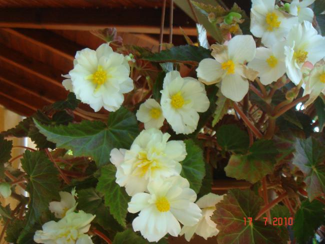 Name:  DSC02336.jpg
Views: 605
Size:  44.9 KB
