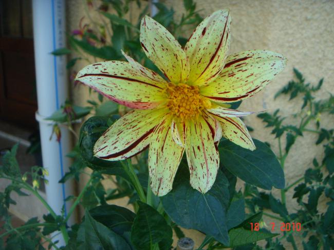 Name:  DSC02433.jpg
Views: 608
Size:  52.1 KB