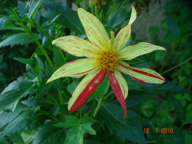 Name:  DSC02414.jpg
Views: 603
Size:  43.9 KB
