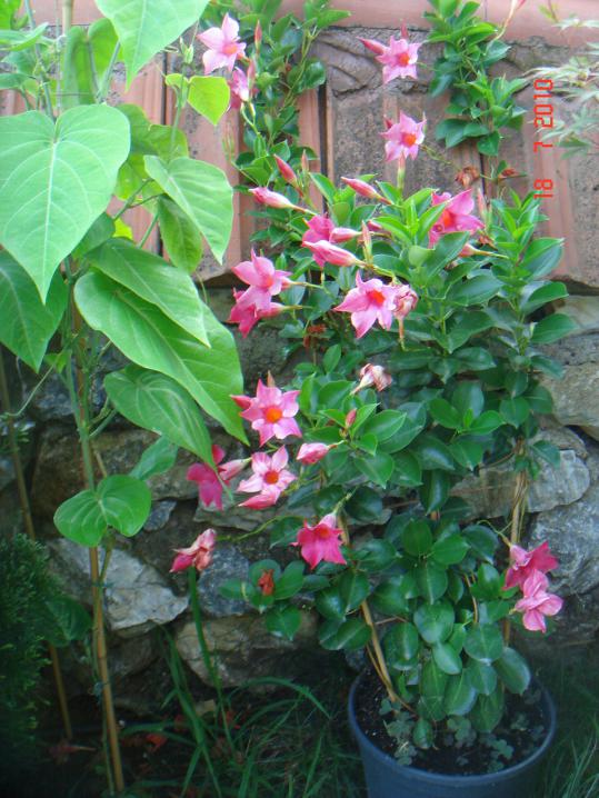 Name:  DSC02434.jpg
Views: 602
Size:  74.8 KB