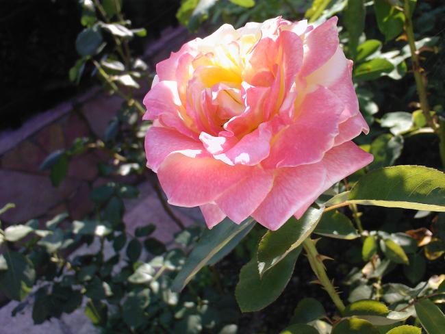 Name:  00027.jpg
Views: 589
Size:  46.5 KB