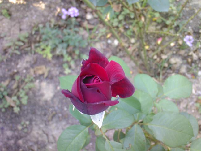 Name:  00030.jpg
Views: 592
Size:  38.1 KB
