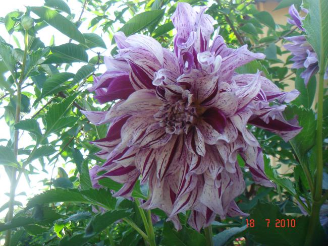 Name:  DSC02478.jpg
Views: 594
Size:  68.0 KB