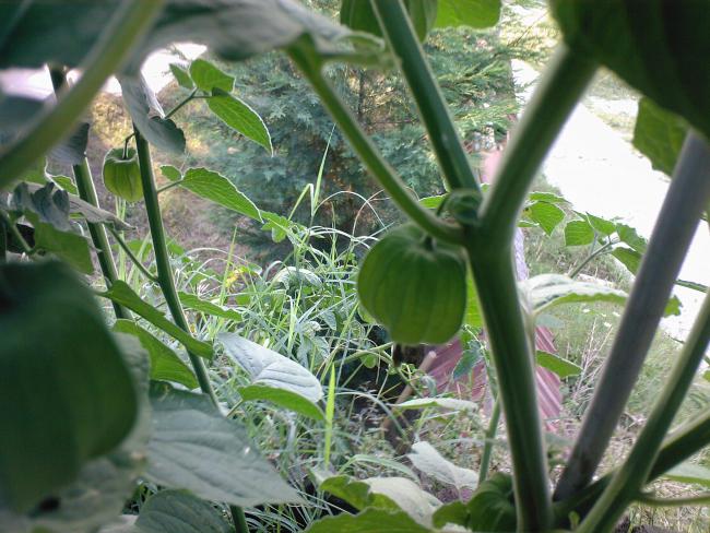 Name:  00067.jpg
Views: 591
Size:  61.5 KB