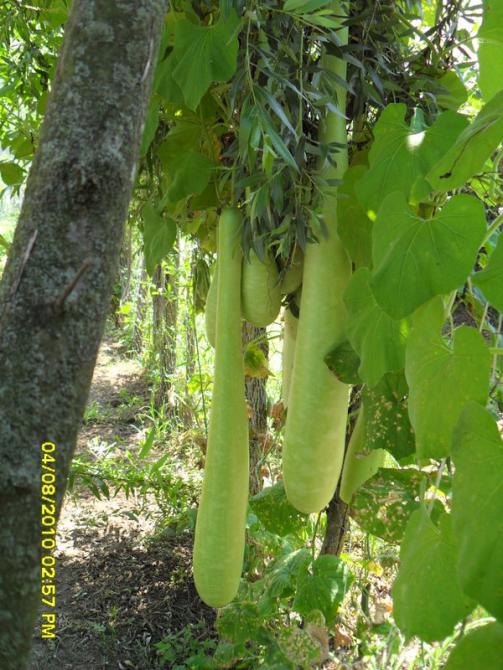 Name:  005.jpg
Views: 566
Size:  70.2 KB