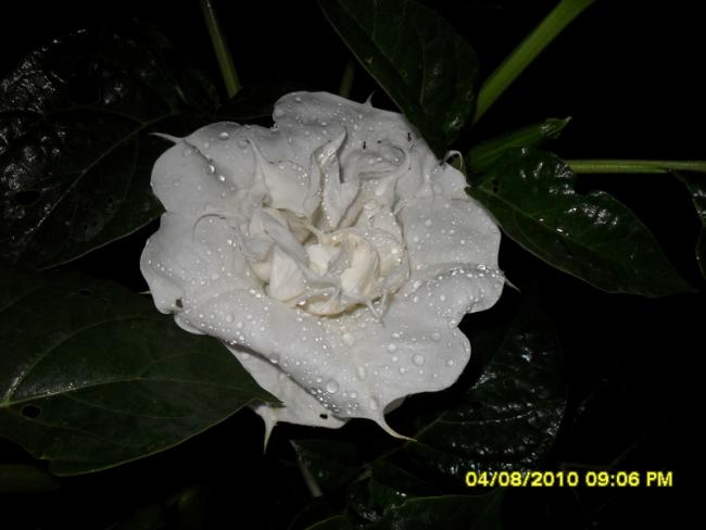 Name:  015.jpg
Views: 581
Size:  30.6 KB