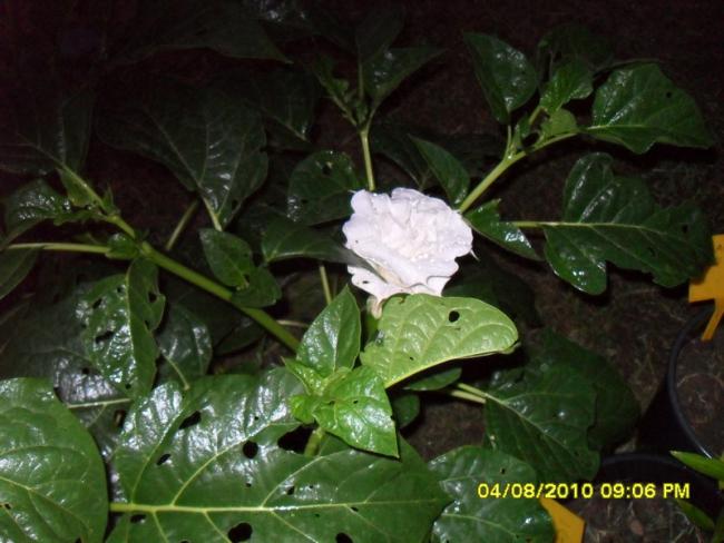 Name:  016.jpg
Views: 551
Size:  45.7 KB
