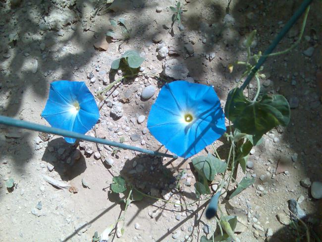 Name:  Grnt524.jpg
Views: 477
Size:  68.7 KB