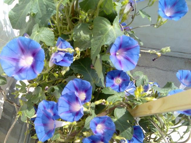 Name:  Grnt526.jpg
Views: 487
Size:  61.1 KB