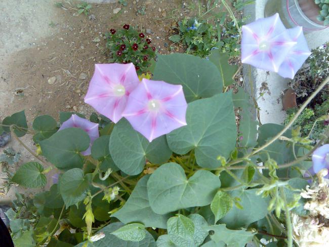 Name:  Grnt528.jpg
Views: 457
Size:  59.2 KB