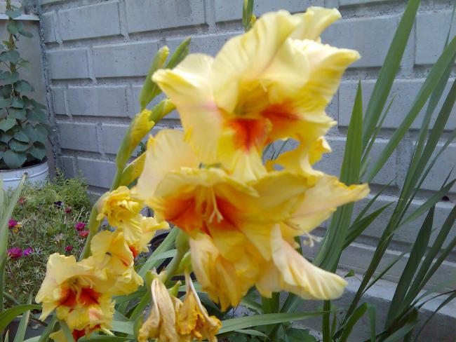 Name:  Grnt529.jpg
Views: 482
Size:  52.6 KB