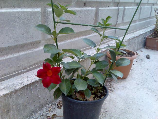 Name:  Grnt532.jpg
Views: 451
Size:  57.4 KB