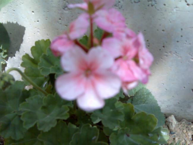 Name:  Grnt533.jpg
Views: 446
Size:  31.2 KB
