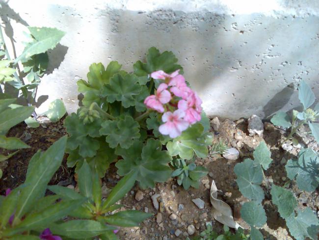 Name:  Grnt534.jpg
Views: 460
Size:  54.0 KB