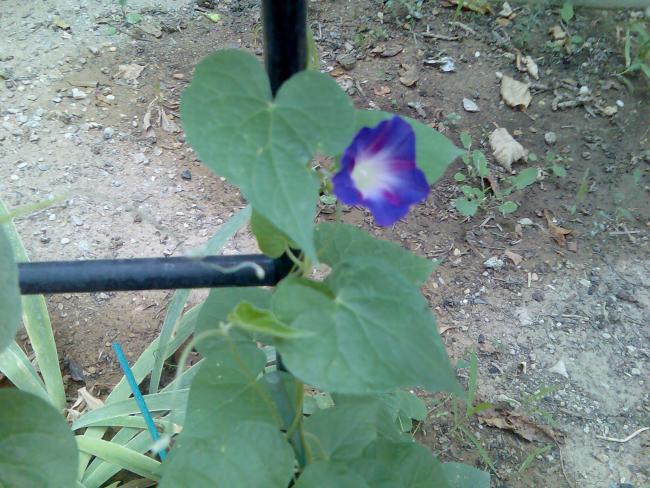 Name:  Grnt545.jpg
Views: 807
Size:  64.4 KB