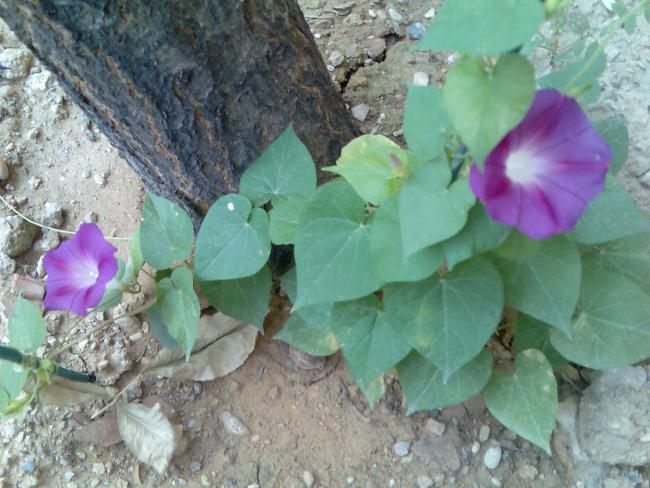 Name:  Grnt546.jpg
Views: 788
Size:  54.7 KB
