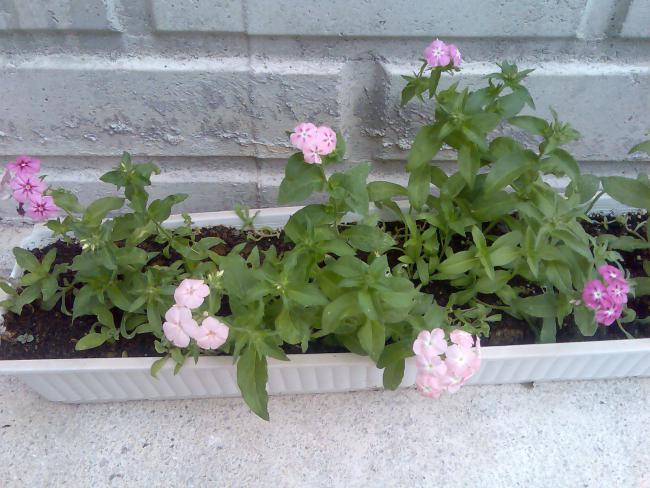 Name:  Grnt547.jpg
Views: 777
Size:  57.5 KB
