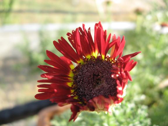 Name:  k ingene  e.JPG
Views: 1035
Size:  40.2 KB