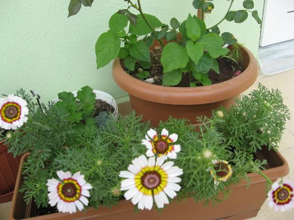 Name:  . etekleri.JPG
Views: 1023
Size:  55.1 KB