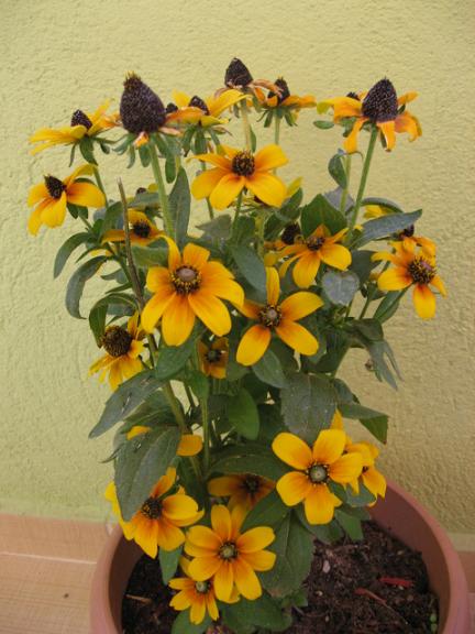 Name:  gne apkas.JPG
Views: 999
Size:  53.6 KB