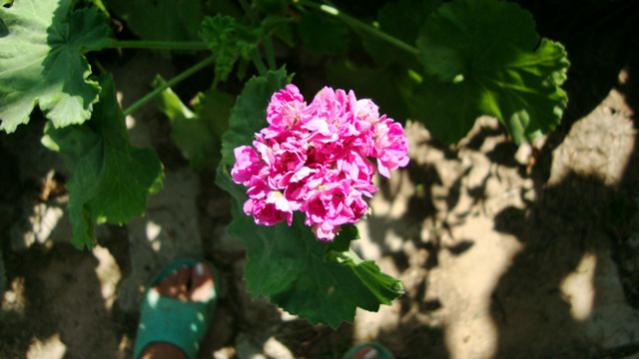 Name:  bahem2010 007.jpg
Views: 516
Size:  32.8 KB