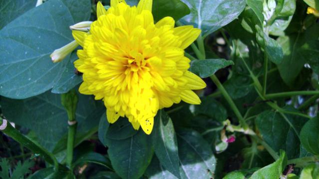 Name:  bahem2010 011.jpg
Views: 533
Size:  35.4 KB