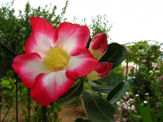 Name:  aden..jpg
Views: 1097
Size:  43.3 KB