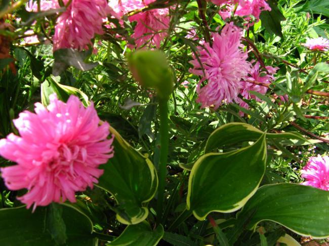 Name:  hosta.jpg
Views: 1334
Size:  70.1 KB