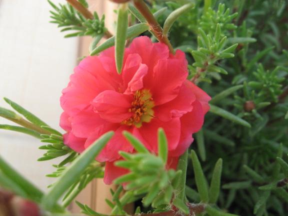 Name:  krmz ipek.JPG
Views: 1248
Size:  40.3 KB