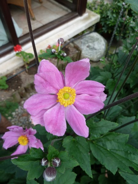 Name:  Bahe 8 Austos 2010 029.JPG
Views: 1096
Size:  59.5 KB