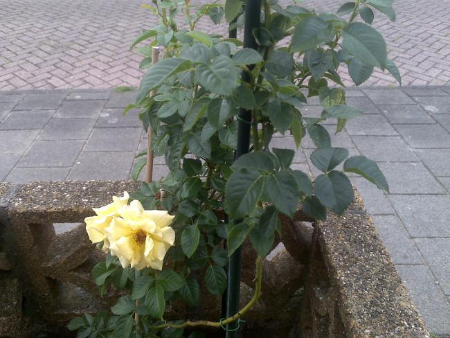 Name:  Foto1225.jpg
Views: 585
Size:  60.3 KB