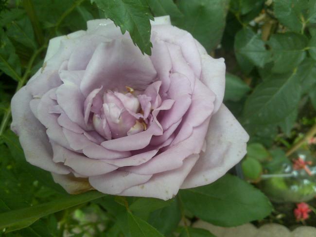 Name:  Foto1227.jpg
Views: 590
Size:  33.3 KB