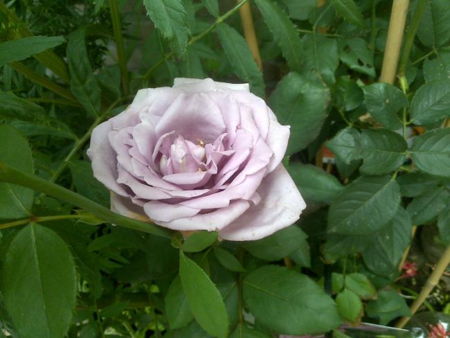 Name:  Foto1228.jpg
Views: 595
Size:  41.5 KB