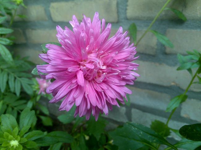 Name:  Foto1231.jpg
Views: 603
Size:  40.8 KB