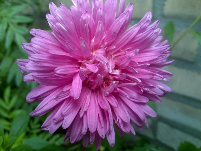 Name:  Foto1233.jpg
Views: 590
Size:  44.8 KB