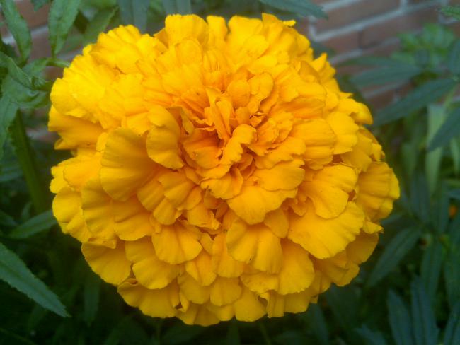 Name:  Foto1234.jpg
Views: 565
Size:  36.3 KB