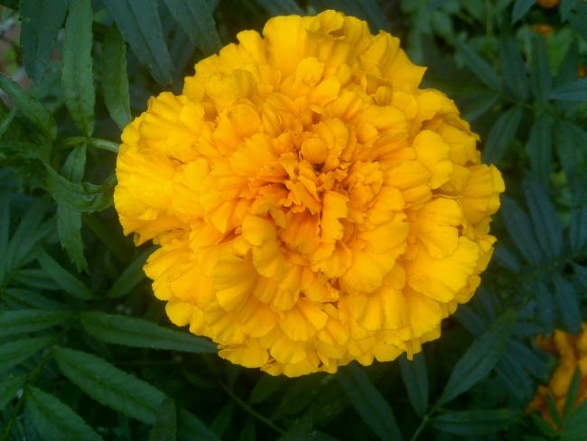 Name:  Foto1235.jpg
Views: 601
Size:  37.6 KB