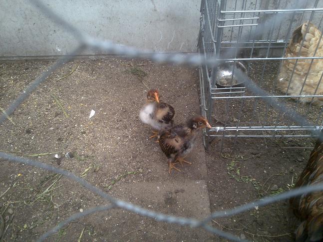 Name:  Foto1238.jpg
Views: 594
Size:  69.8 KB