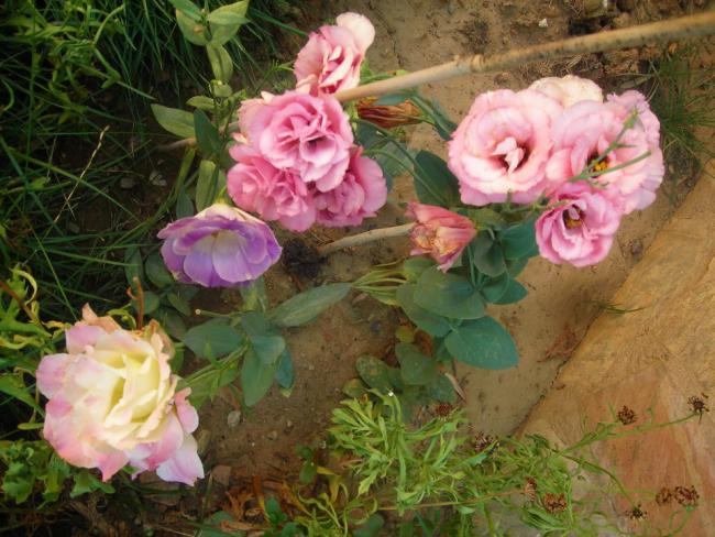 Name:  DSCN3033.jpg
Views: 778
Size:  60.1 KB