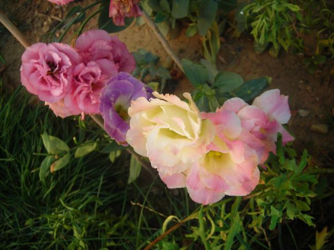 Name:  DSCN3034.jpg
Views: 636
Size:  45.7 KB