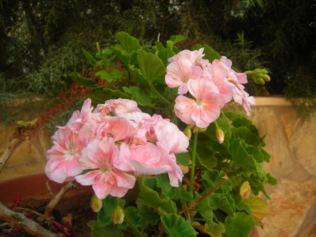 Name:  DSCN3032.jpg
Views: 630
Size:  48.0 KB