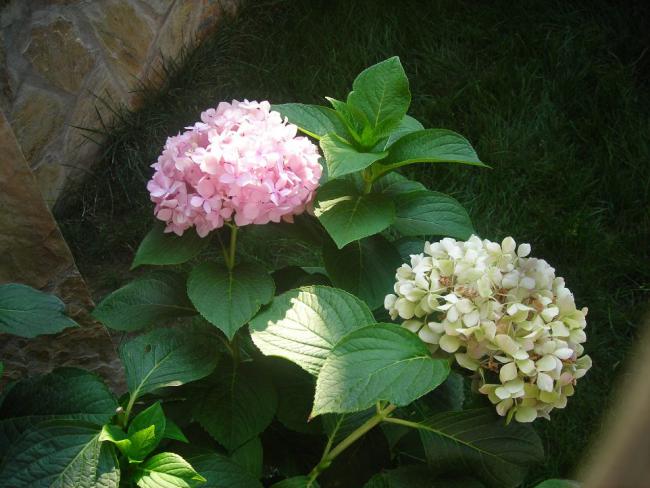 Name:  DSCN3047.jpg
Views: 642
Size:  49.8 KB