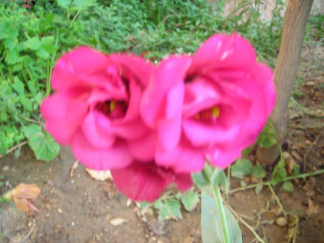 Name:  DSCN3055.jpg
Views: 618
Size:  41.0 KB