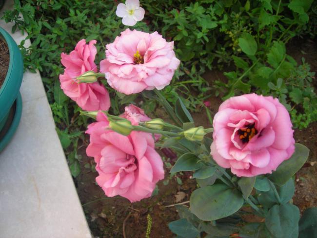 Name:  DSCN3056.jpg
Views: 633
Size:  50.5 KB