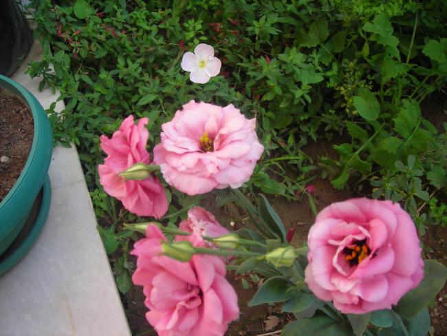 Name:  DSCN3057.jpg
Views: 645
Size:  55.1 KB